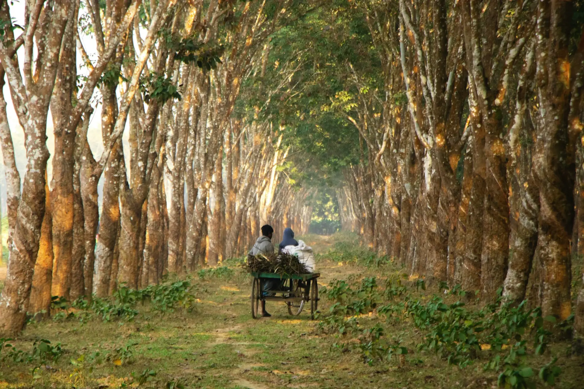 Rows of rubber trees in a managed plantation